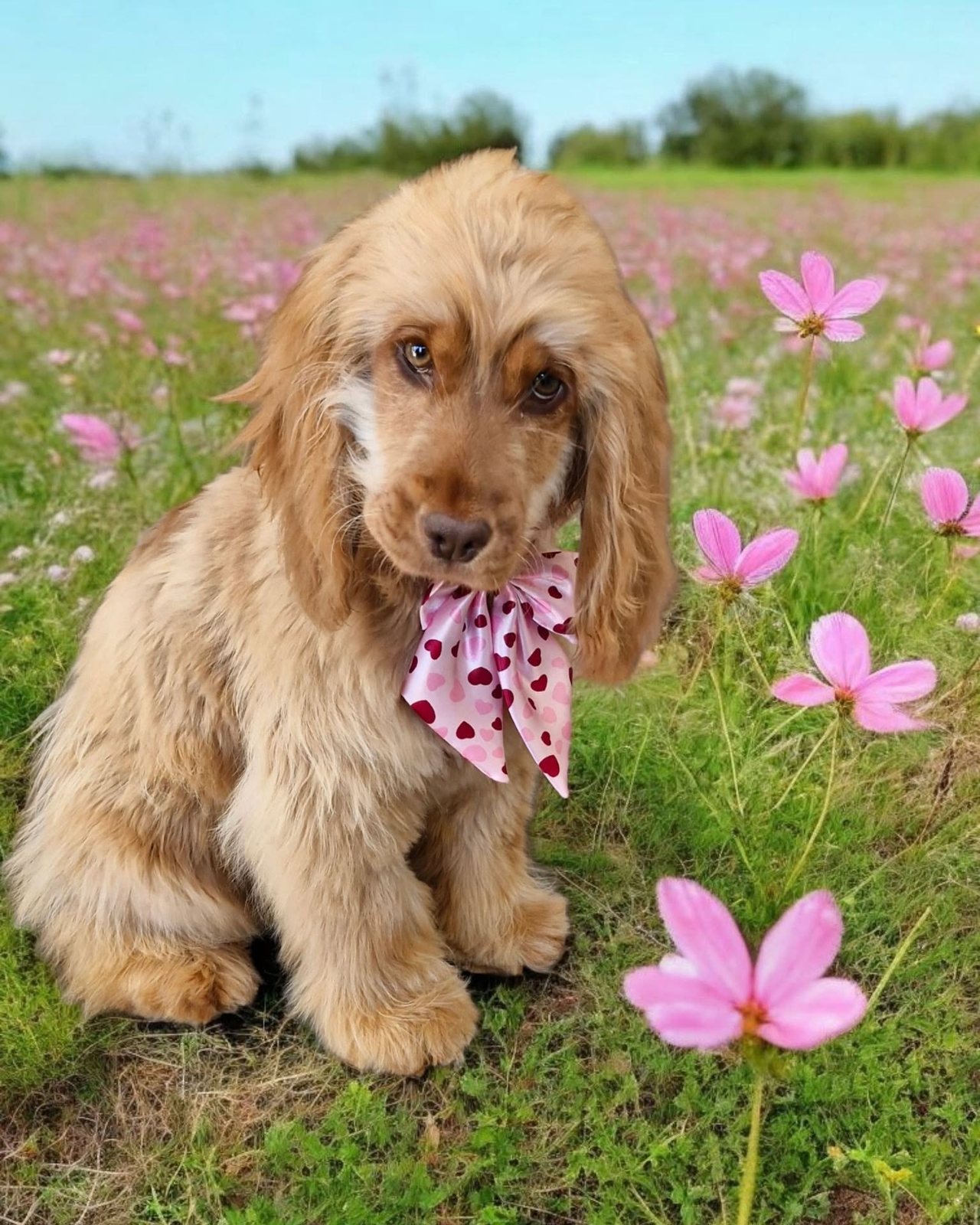 Cocker spaniel with a pink bandana in a field of flowers