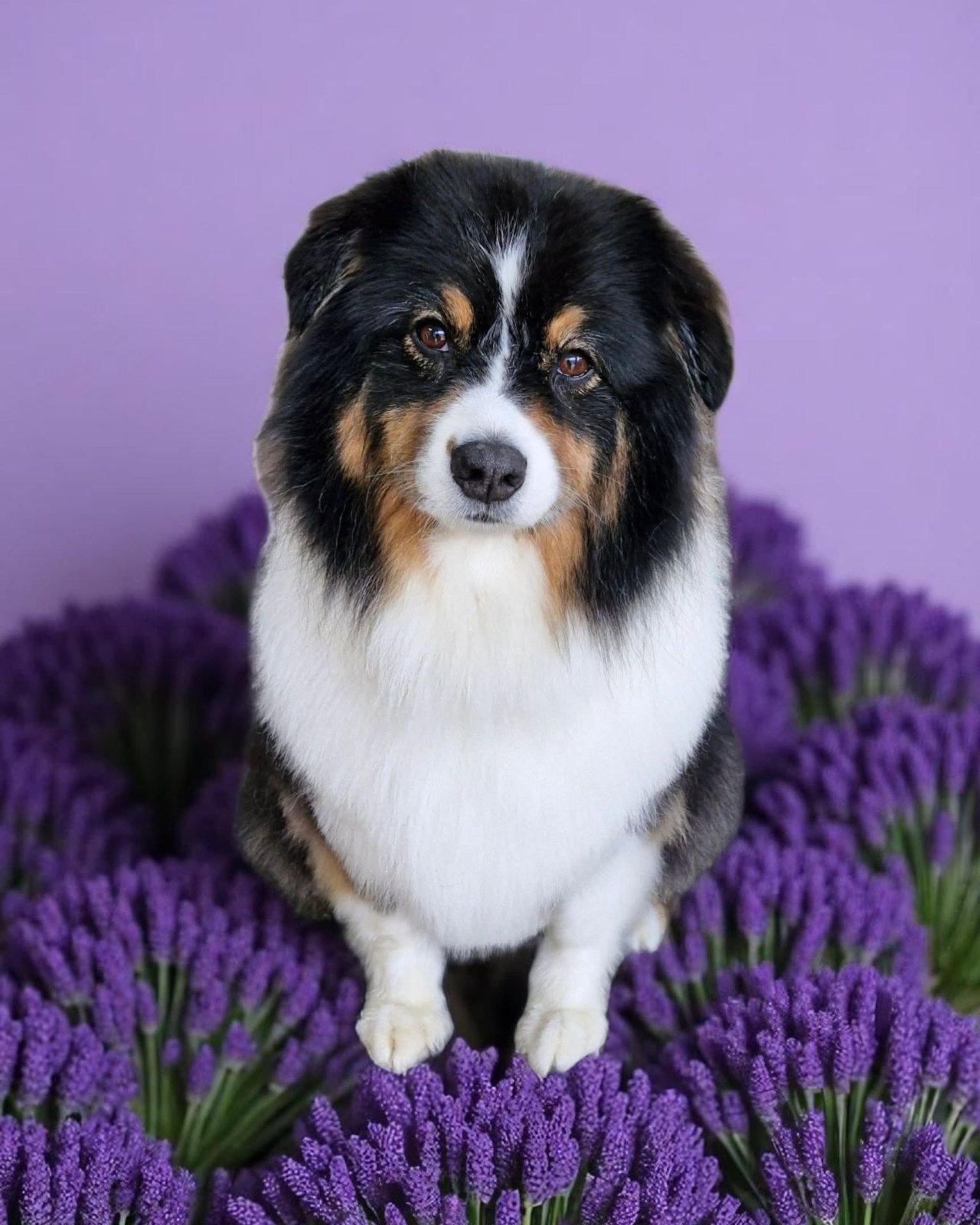Australian shepherd among purple flowers