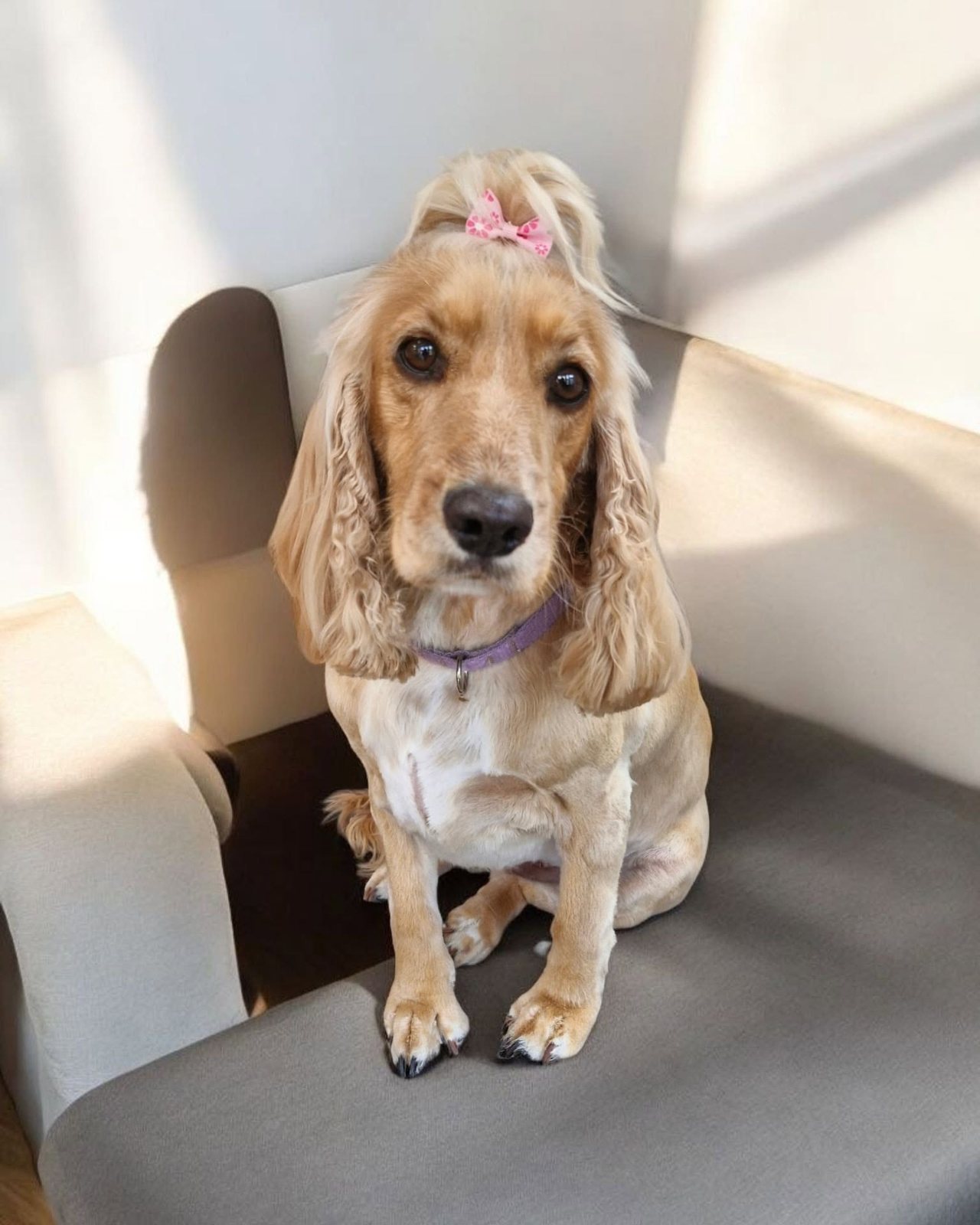 Cocker spaniel with a pink bow on a grey chair