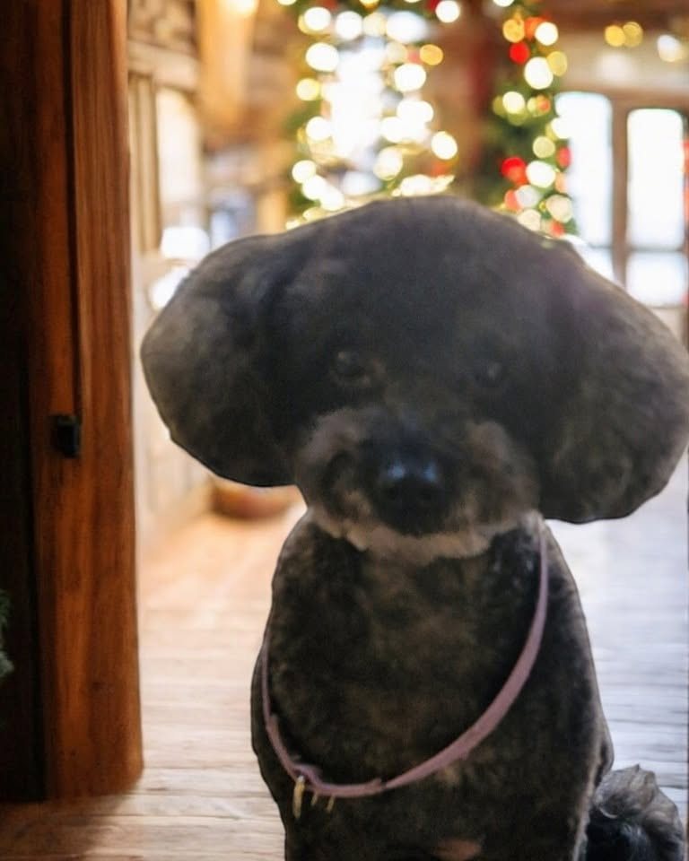 Black poodle cross in a doorway